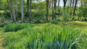 Iris des marais en Vendée