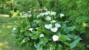 Arums au bord d'un ruisseau