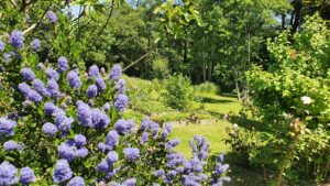 un céanothe dans un jardin